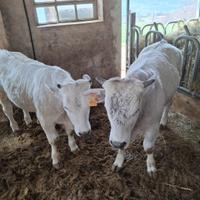 Vitelli Marchigiani candidati per TORO