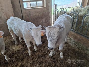 Vitelli Marchigiani candidati per TORO