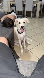 Cucciolo di 5 mesi