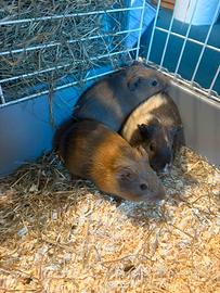 Dolcissimi porcellini d'India