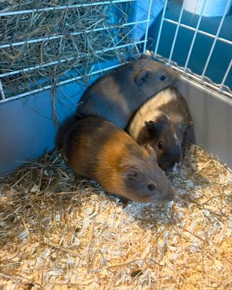 Dolcissimi porcellini d'India