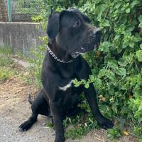 Femmina cane corso