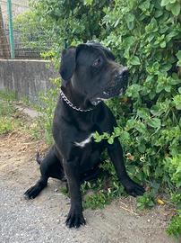 Femmina cane corso