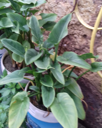 Pianta calla