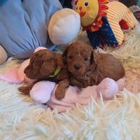 Barboncino toy red Maschio