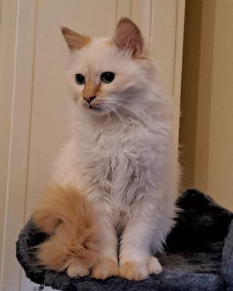 Coppia gatti sacri birmania rossi interi