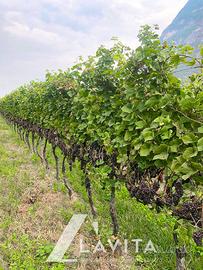 Vigneto a Mezzocorona