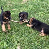 Cuccioli di pastore tedesco