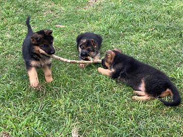 Cuccioli di pastore tedesco