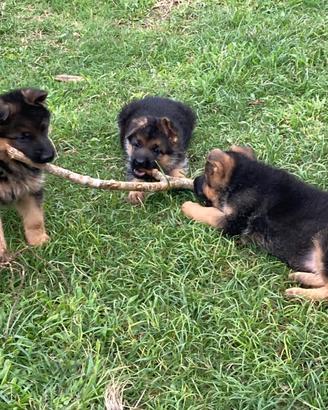 Cuccioli di pastore tedesco