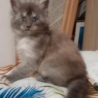 Maine Coon cucciola