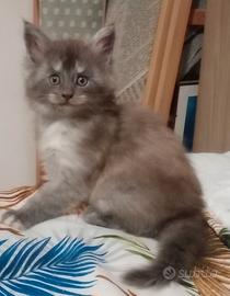 Maine Coon cucciola