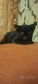 Gattino nero di due mesi