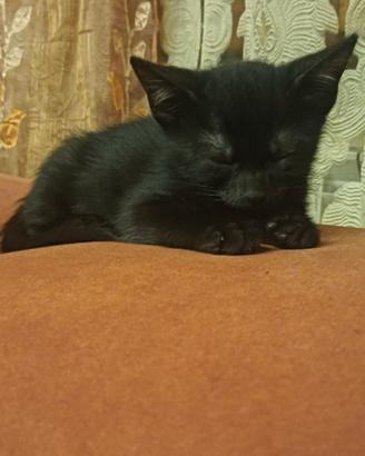 Gattino nero di due mesi