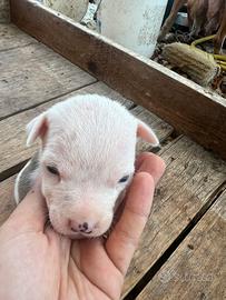 Cucciolo Pitbull UKC Maschio