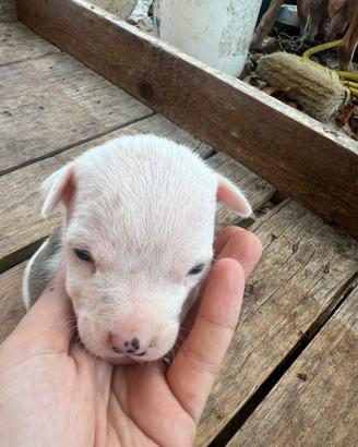 Cucciolo Pitbull UKC Maschio