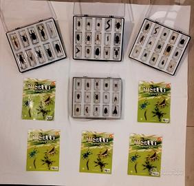 collezione insetti dal mondo