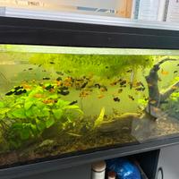 Platy - Xiphophorus maculatus