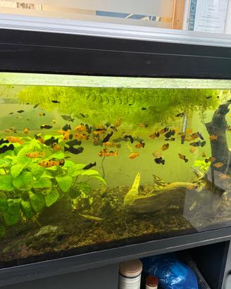 Platy - Xiphophorus maculatus
