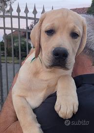 Labrador Cuccioli Gialli da allevamento