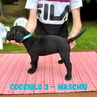 Cuccioli di cane corso