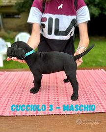 Cuccioli di cane corso