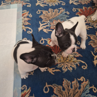 Cuccioli bulldog francese
