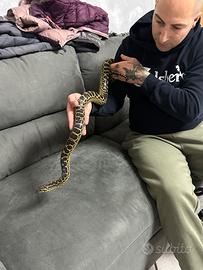 Anaconda gialla
