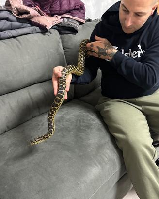 Anaconda gialla