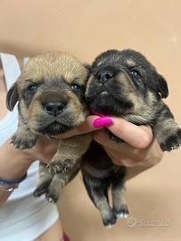 Cuccioli di Dorgi