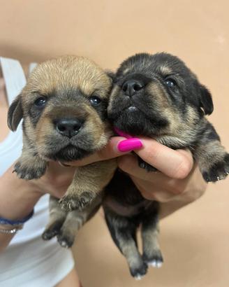 Cuccioli di Dorgi