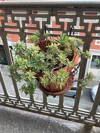 Sedum Palmeri + omaggi