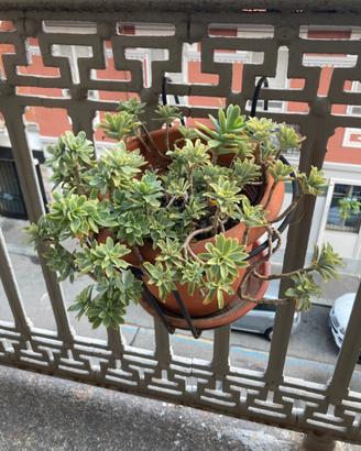 Sedum Palmeri + omaggi