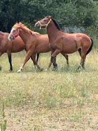 Cavalli in fida o mezza fida
