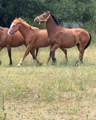 Cavalli in fida o mezza fida