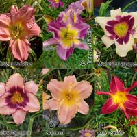 Rizomi hemerocallis, daylily, fiori simil giglio