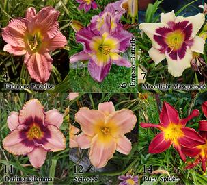 Rizomi hemerocallis, daylily, fiori simil giglio