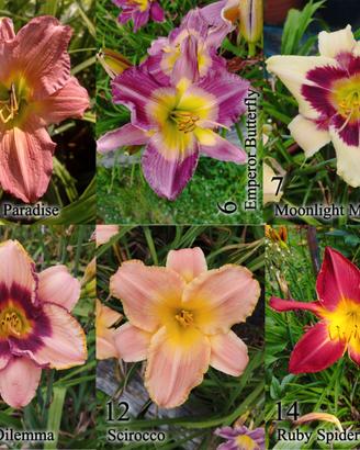Rizomi hemerocallis, daylily, fiori simil giglio