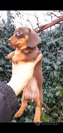 Bassotto pelo liscio kaninchen mini toy