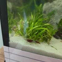 Neocaridine Davidi Red Rili