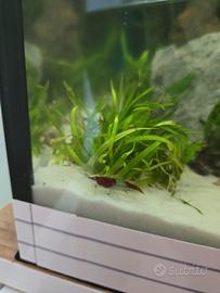 Neocaridine Davidi Red Rili