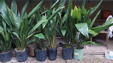 Pianta del piombo - piante sempreverdi in vaso