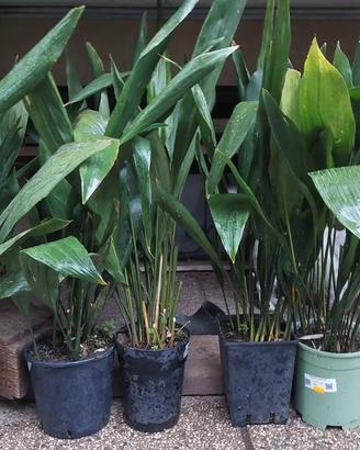 Pianta del piombo - piante sempreverdi in vaso