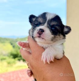 Cuccioli Corgi Pembroke