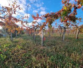 TER. AGRICOLO A MORRO D'ORO