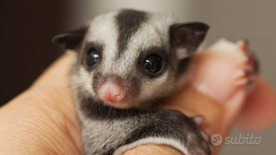 Petauri dello zucchero