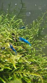 gamberetti neo caridine 