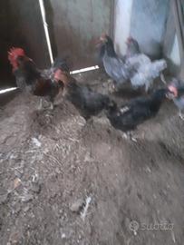 Galline