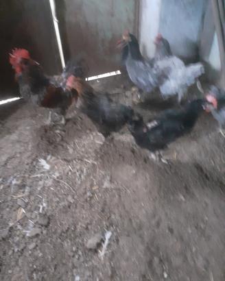 Galline
