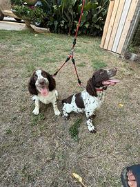 Springer spaniel